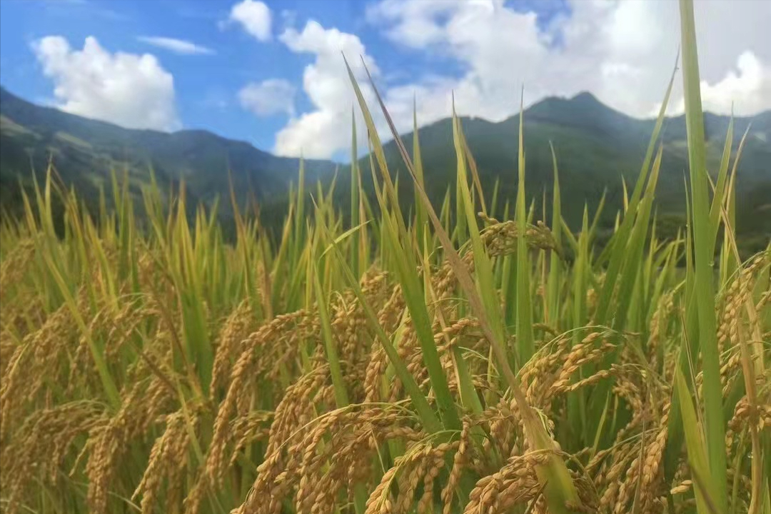 散文 | 邹鹏辉：小山村的魅力