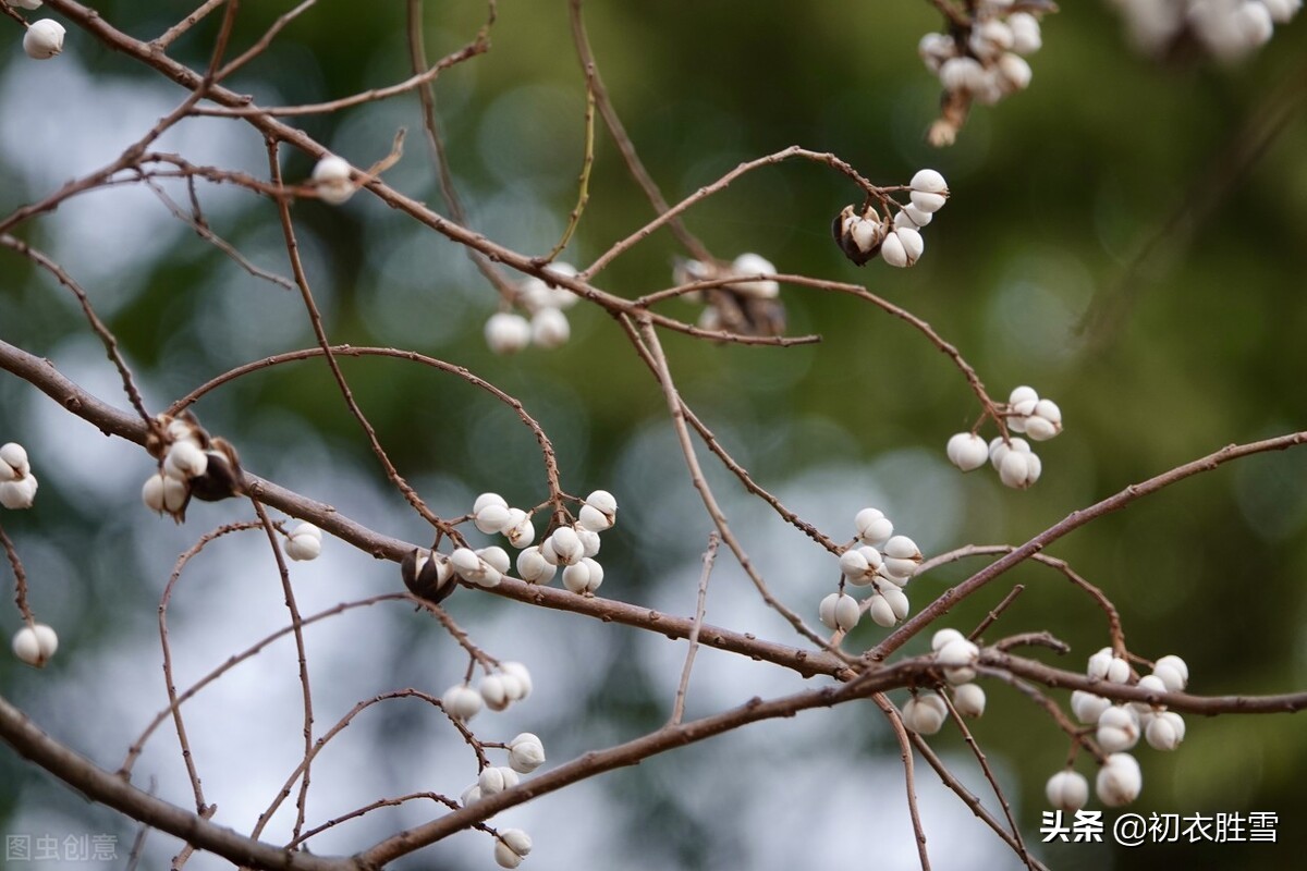 早冬乌桕四首：雪绽乌桕实，疑是早梅花