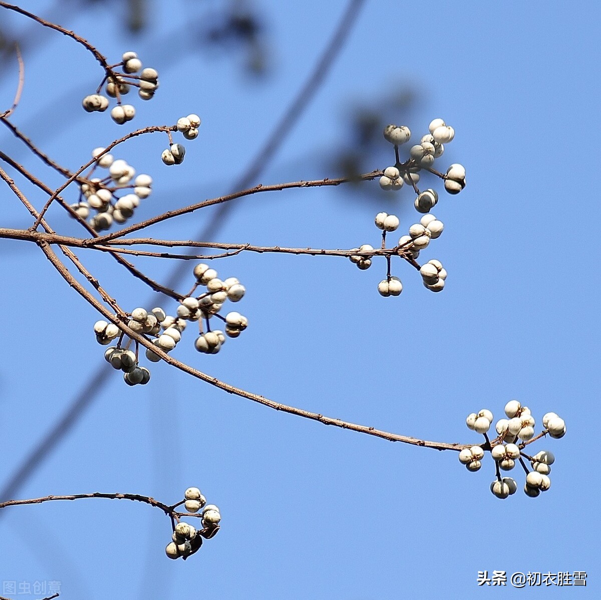 早冬乌桕四首：雪绽乌桕实，疑是早梅花