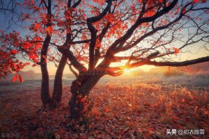 ​早冬红树明丽古诗六首：红树平沙十月天，白云红树画图间