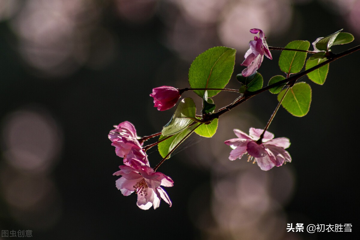 初冬小春海棠逸事：南宋两位皇帝，曾一起御花园赏小春海棠