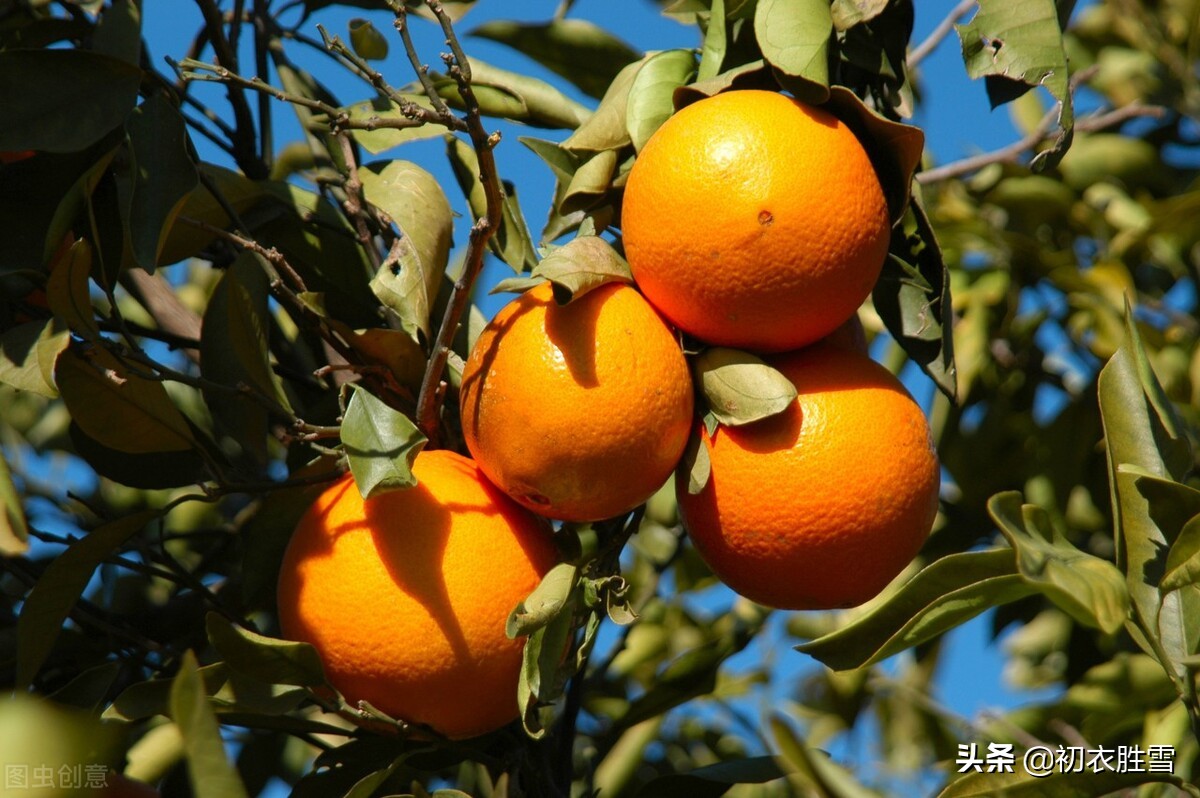 苏轼冬诗美句，最是橙黄橘绿时，秋冬里的明丽照应晚年人生的饱满