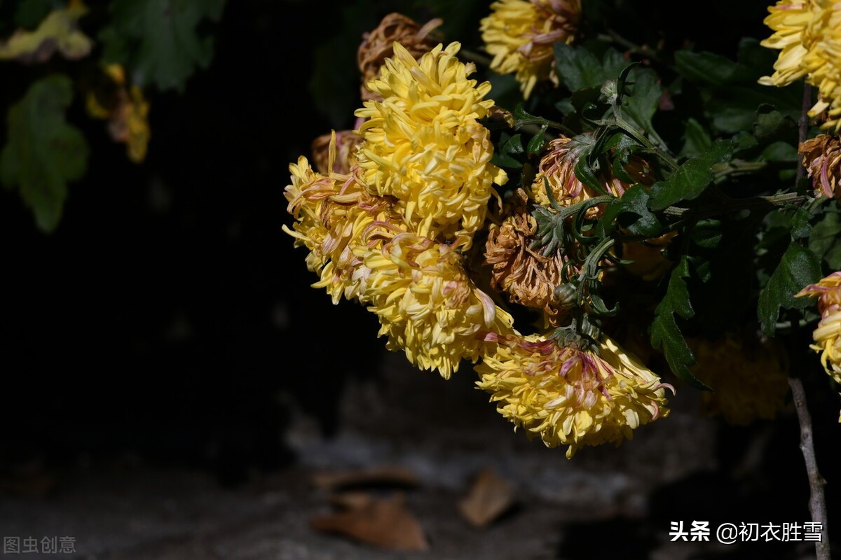 小雪节气菊诗五首：寂寥小雪闲中过，残菊犹能傲霜雪