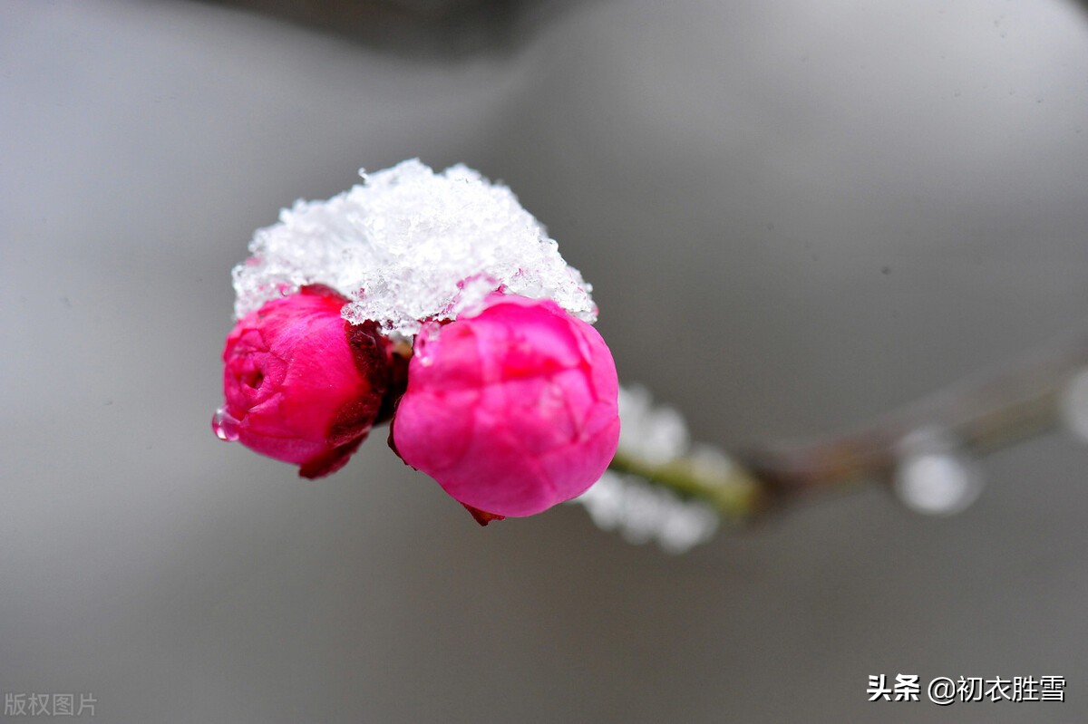 ​小雪节气小雪古诗七首：枫落吴江小雪天，一片飞来一片寒