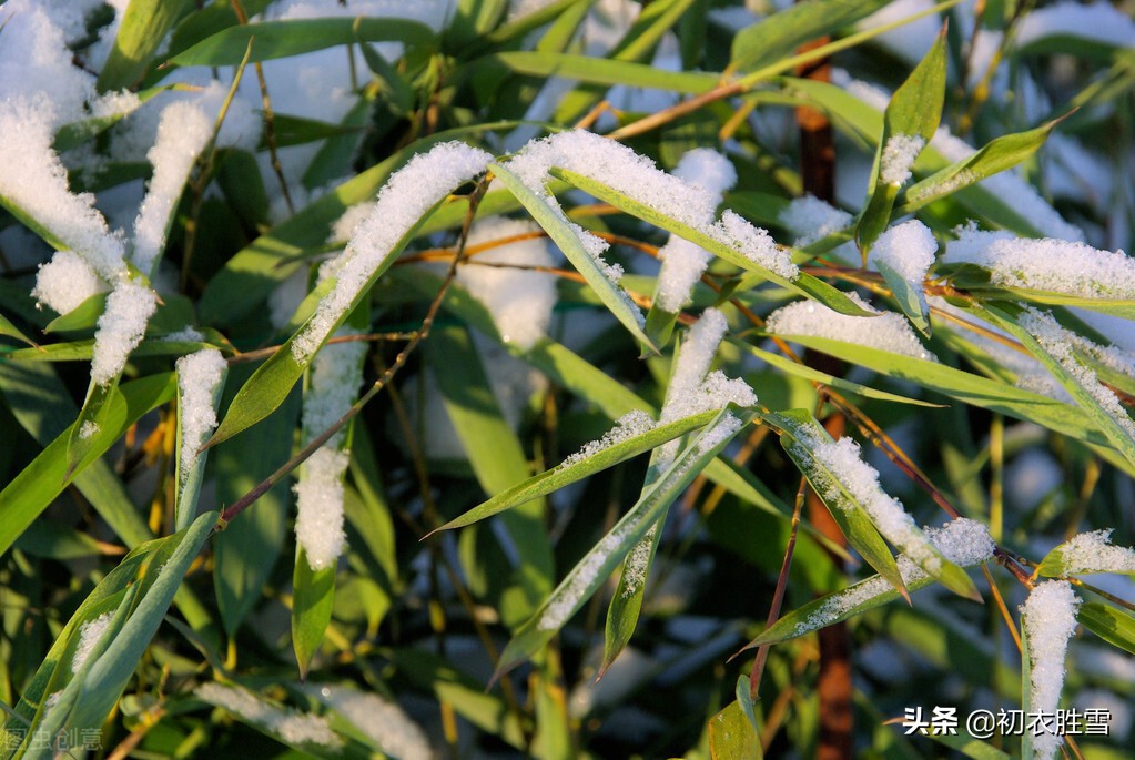 冬日竹诗五首：雪压竹枝低，虽低不著泥，明朝红日出，依旧与云齐