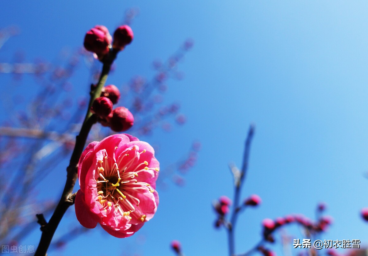 初冬小春月诗词五首：阳林小春醉风日，小春花信日边来