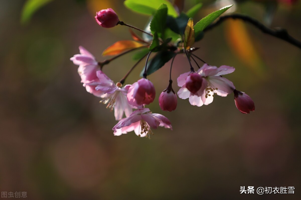 初冬小春海棠逸事：南宋两位皇帝，曾一起御花园赏小春海棠