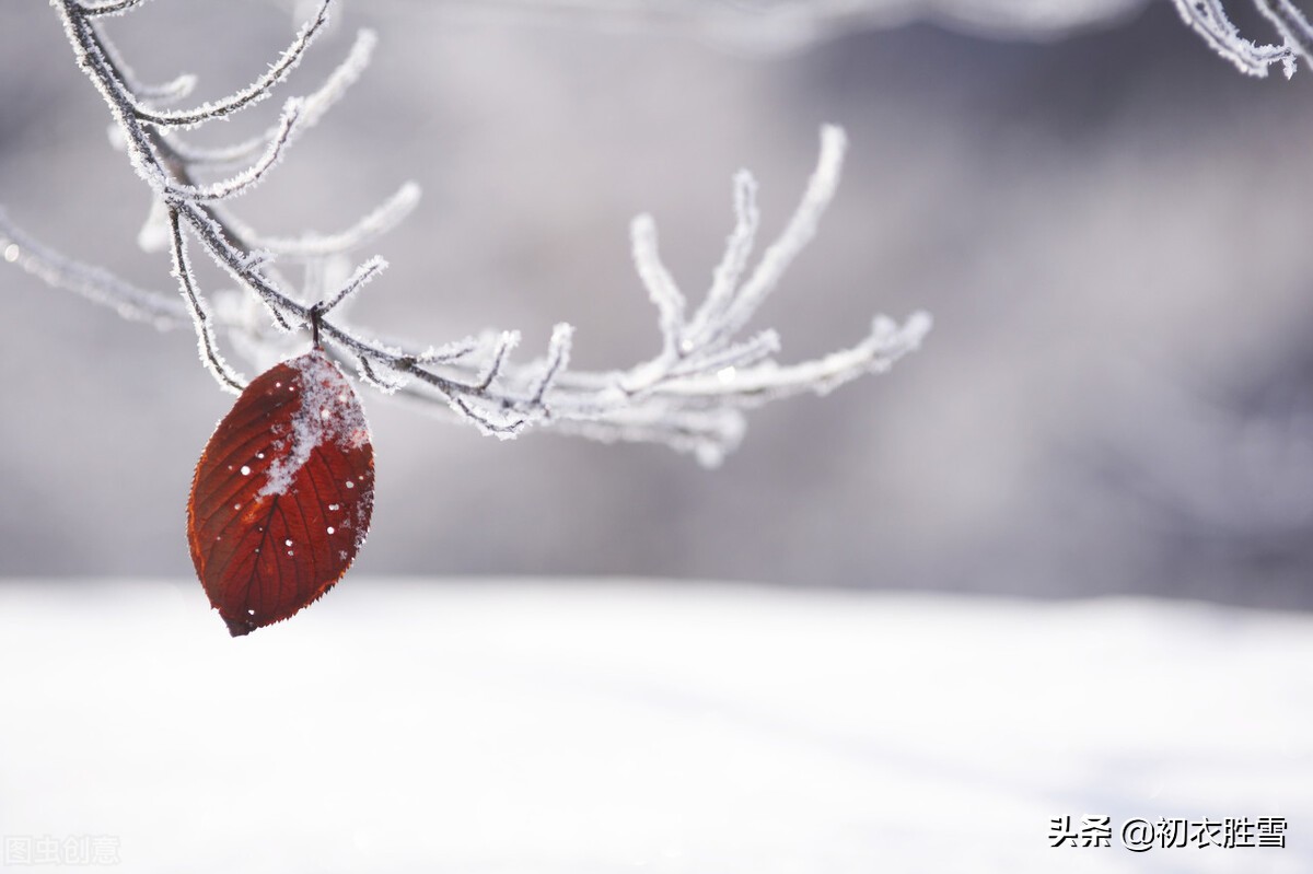 ​小雪节气小雪古诗七首：枫落吴江小雪天，一片飞来一片寒