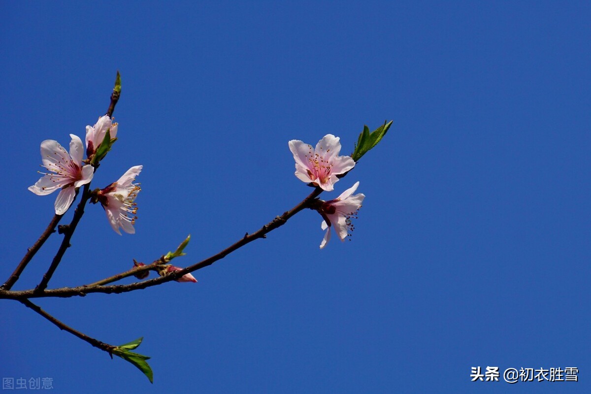 初冬小春月诗词五首：阳林小春醉风日，小春花信日边来