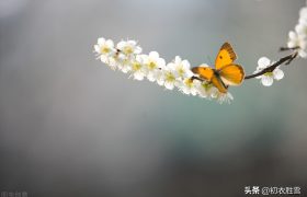 早冬可爱蝴蝶诗词五首：蝶知爱花为花出，谁家黄蝶过娟娟？