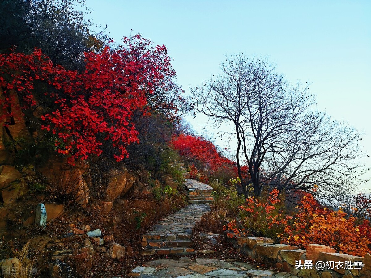 ​早冬红树明丽古诗六首：红树平沙十月天，白云红树画图间