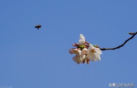 晚秋之后是小春，古诗词小春四首，初冬原来如此清美和暖