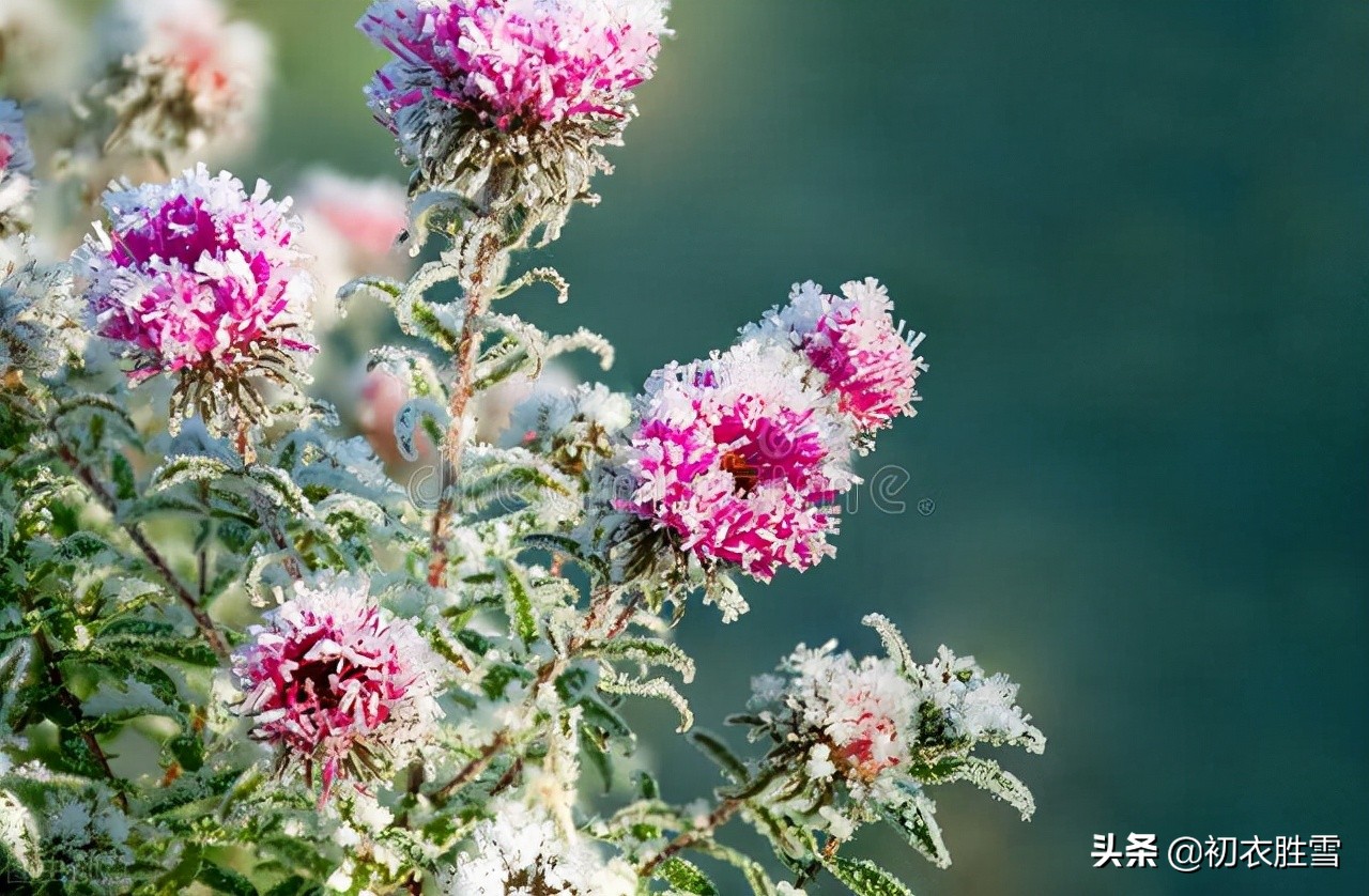 赏读立冬菊花古诗六首：万树皆零落，黄菊一何好