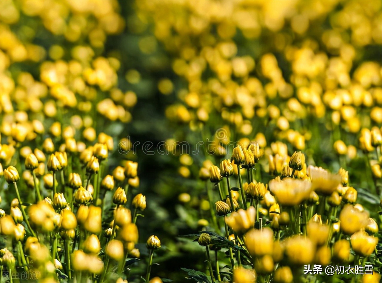 初冬清丽菊花美诗五首：新黄间繁绿，犹开满地金