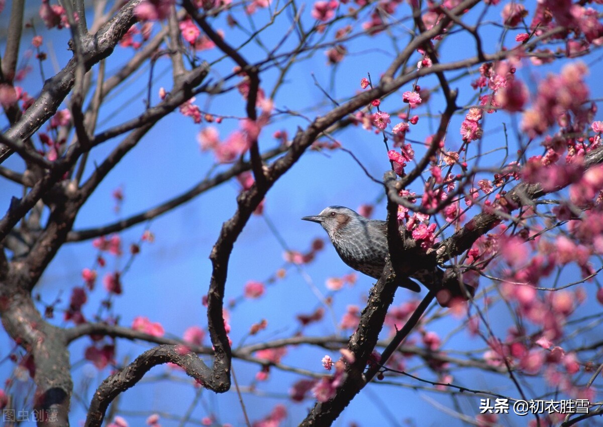 诗经五首梅花诗，溯源梅花历史，曾经繁茂周朝的黄河流域