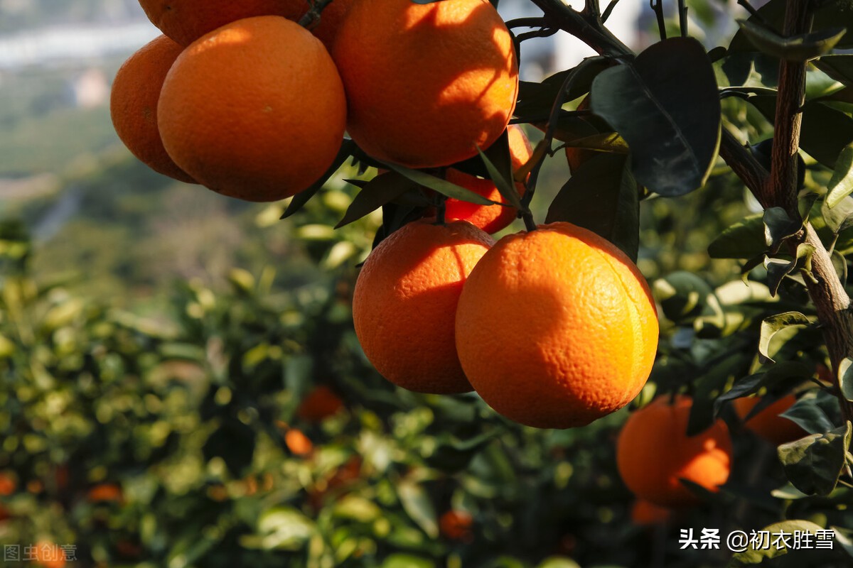 苏轼冬诗美句，最是橙黄橘绿时，秋冬里的明丽照应晚年人生的饱满