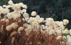 早冬芦花古诗三首赏读：芦花冉冉弄斜晖，十月江天似雪飞