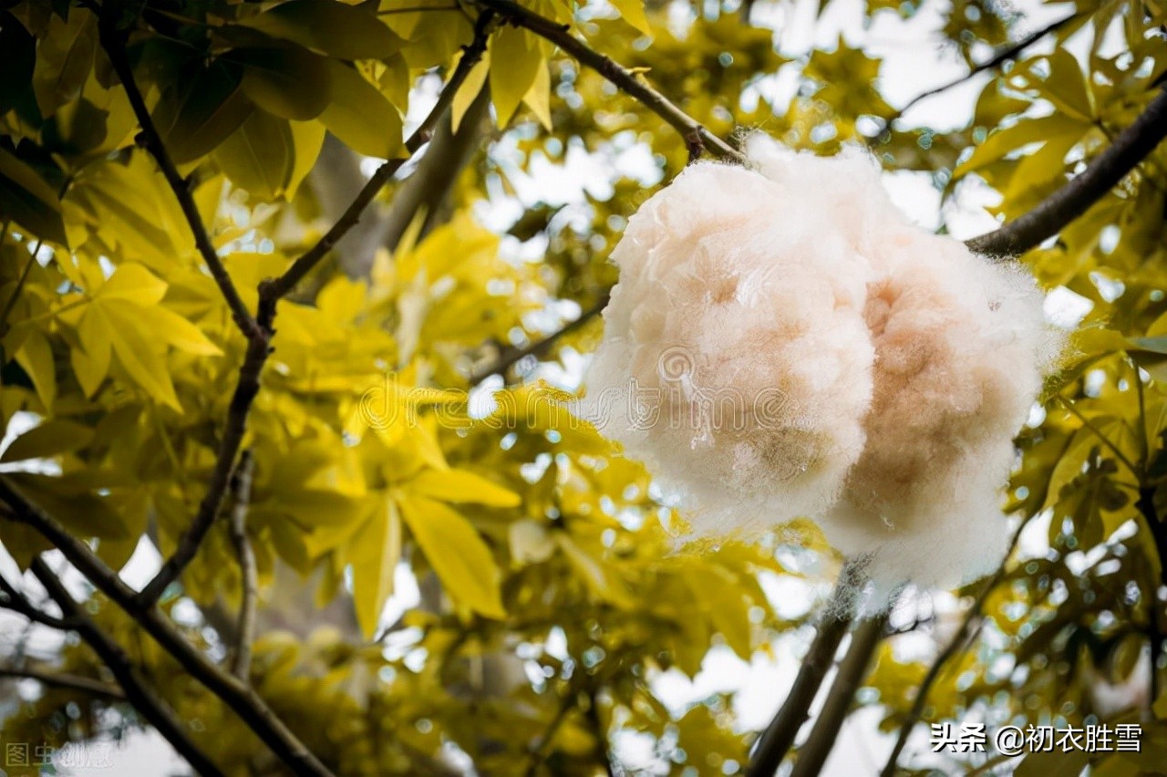 古诗中的哀牢山五首赏读：去去指哀牢，行行入不毛