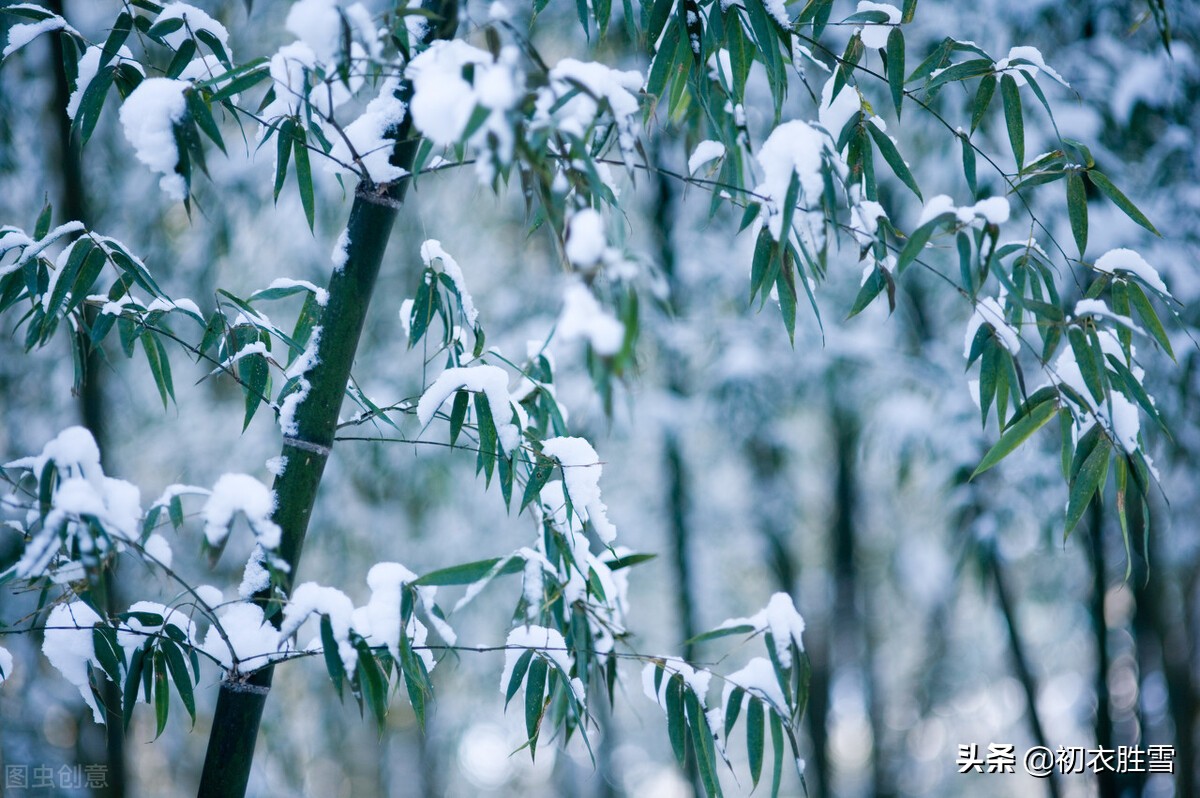 冬日竹诗五首：雪压竹枝低，虽低不著泥，明朝红日出，依旧与云齐