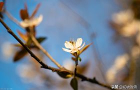 初冬小春月诗词五首：阳林小春醉风日，小春花信日边来