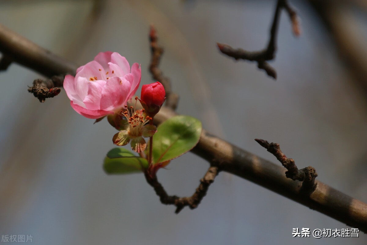 初冬海棠古诗六首：昨夜海棠开数朵，一双蝴蝶上阑干