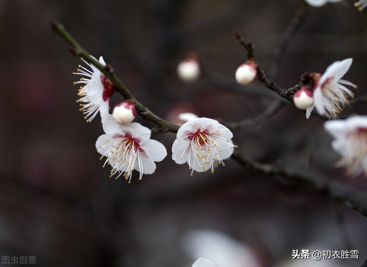 ​崔道融梅花三首，香中别有韵，清极不知寒，是梅花也是他的人生