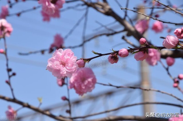 大雪节气瑞雪诗六首：飞雪正应大雪节，腊前三白遍民田