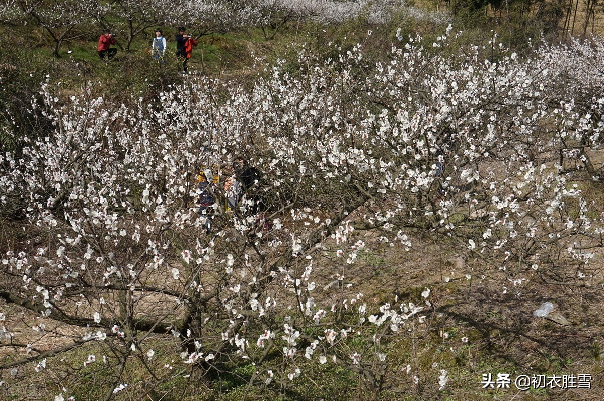 大气寒梅唐诗五首：清香无以敌寒梅，万卉千花冻不知