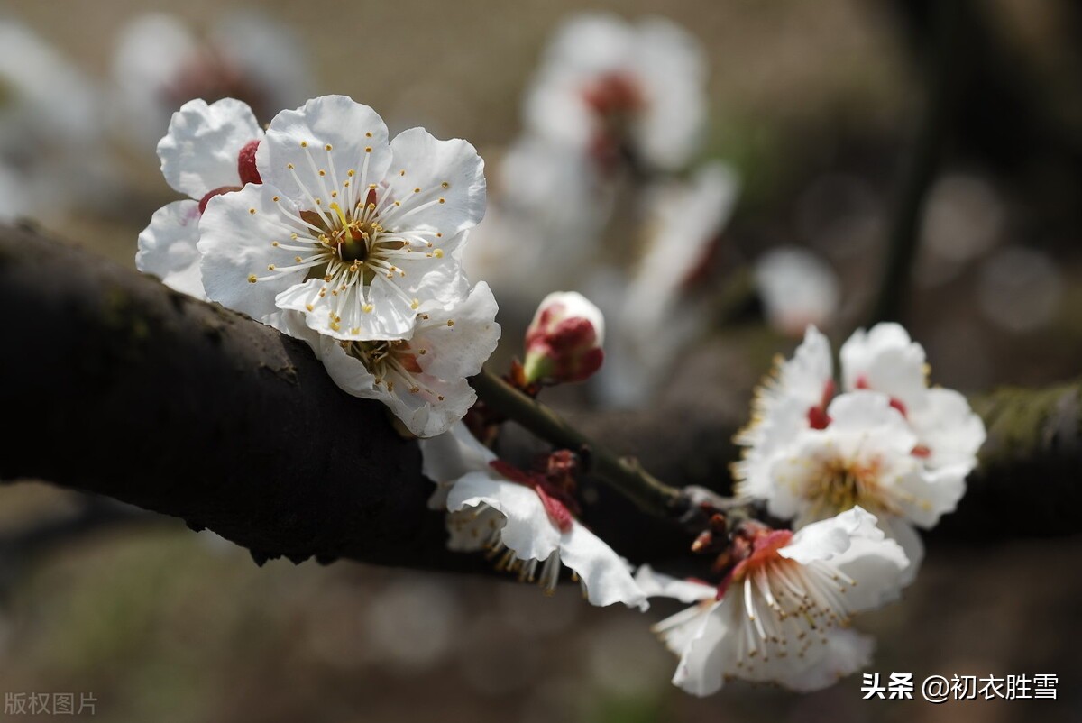 ​崔道融梅花三首，香中别有韵，清极不知寒，是梅花也是他的人生