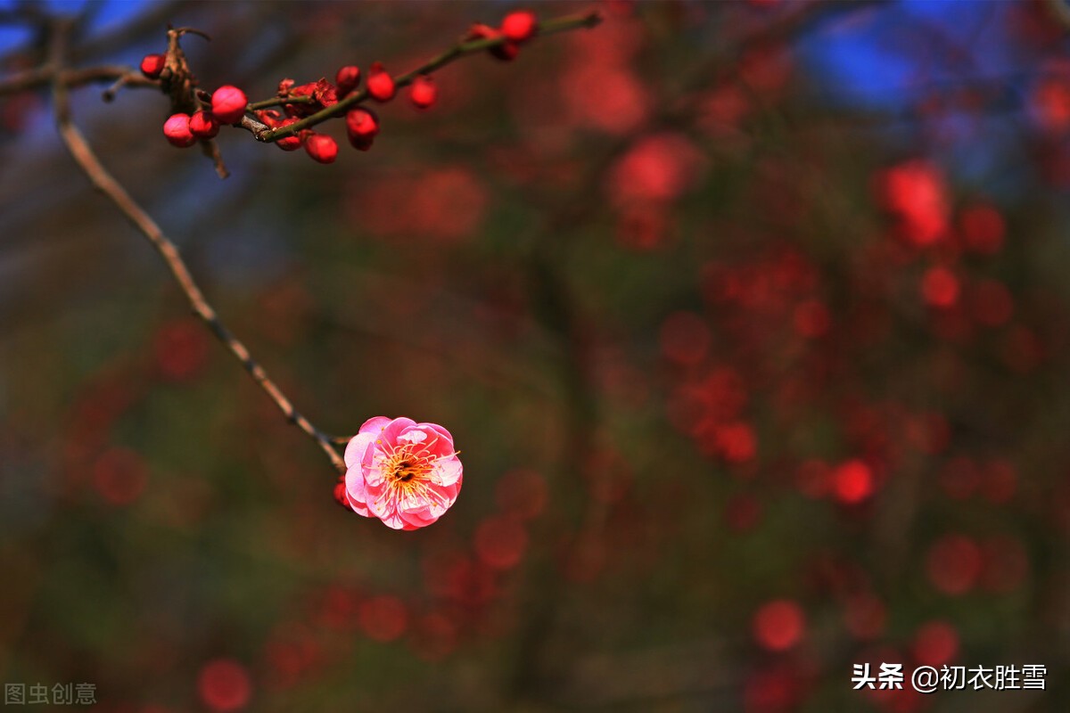 仲冬腊前梅古诗七首：一枝先见腊前梅，一朵梅花占两年