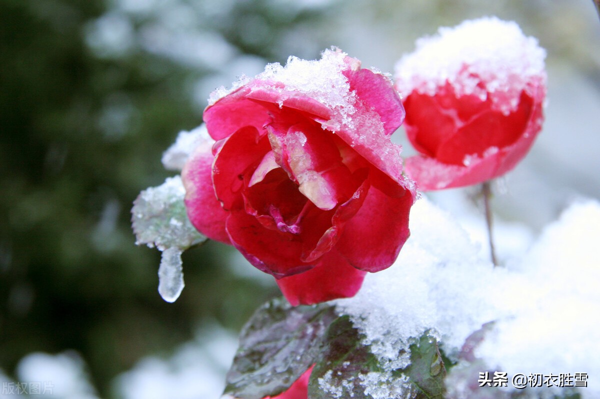 冬花月季美诗六首：天下风流是此花，此花无日不春风