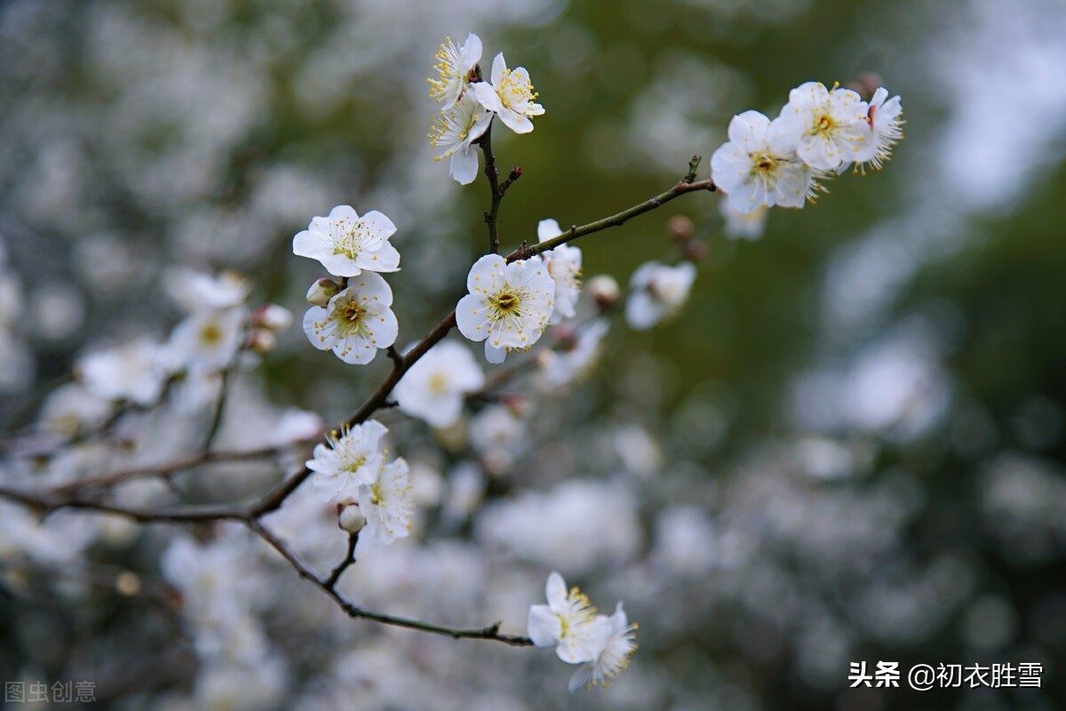 雪意古诗六首：雪意垂垂浸碧虚，梅正开时雪意深