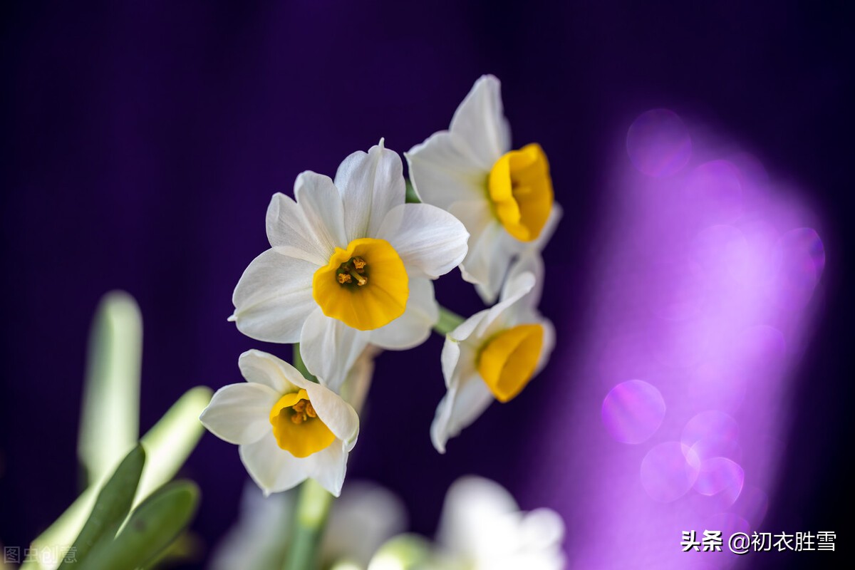 水仙花六首：借水开花亦自奇，只比寒梅无好枝