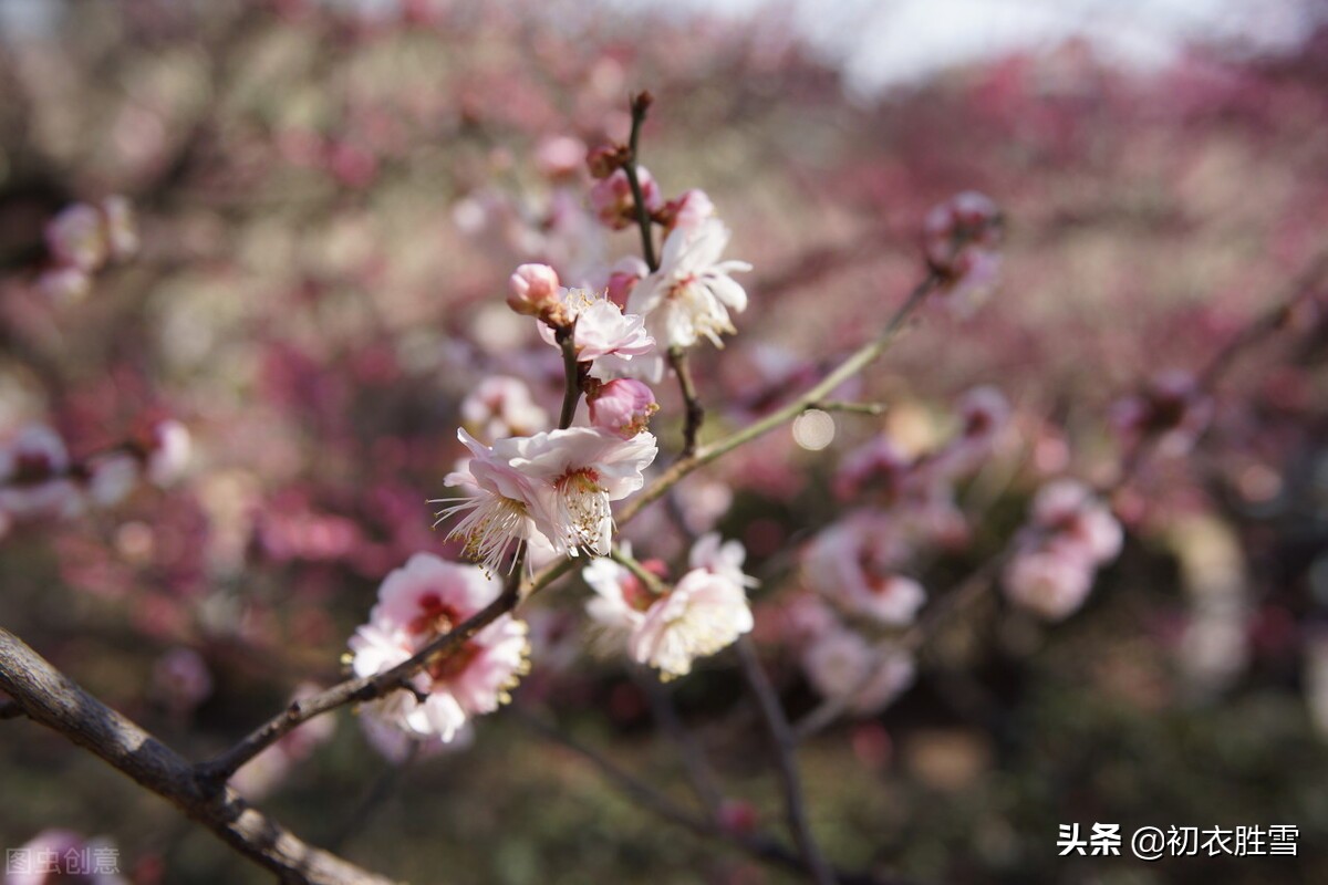 仲冬腊前梅古诗七首：一枝先见腊前梅，一朵梅花占两年