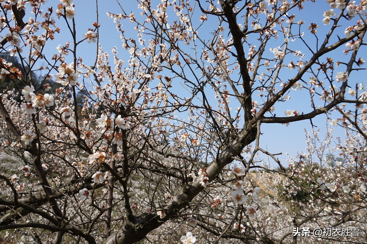 大气寒梅唐诗五首：清香无以敌寒梅，万卉千花冻不知