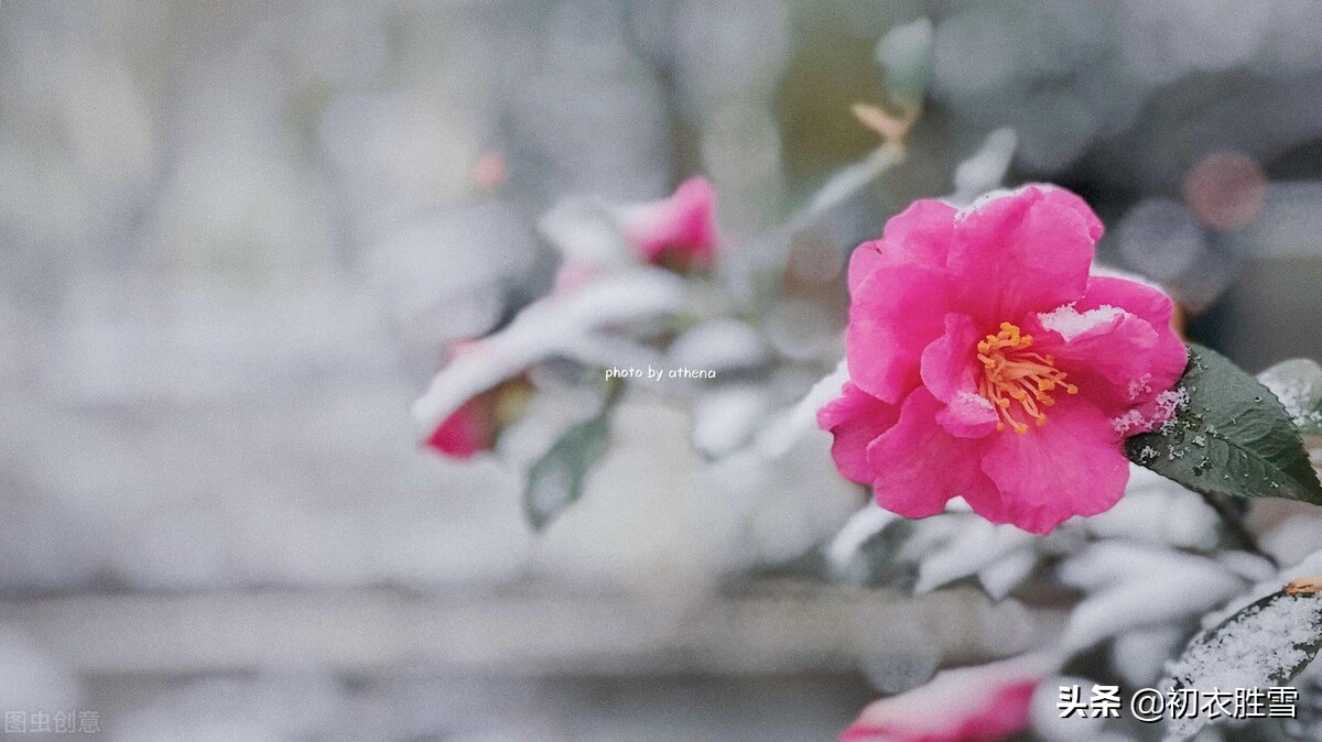 古诗词里的冬月花开五首：冬月梅花斗雪新，菜子花黄带雨新