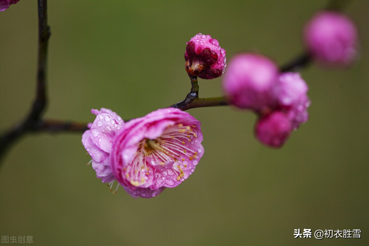 仲冬腊前梅古诗七首：一枝先见腊前梅，一朵梅花占两年