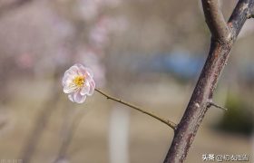 仲冬梅花美诗：天地初心只是生，数点梅花天地心