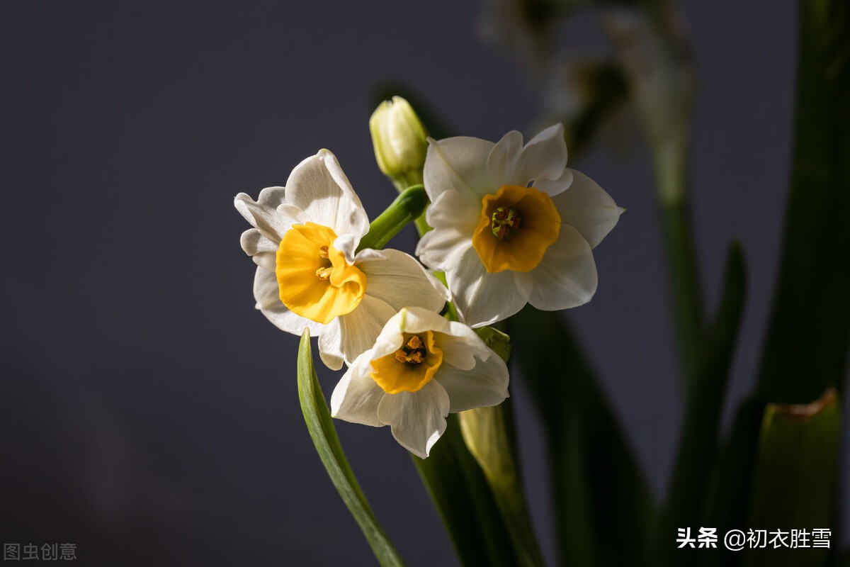 水仙花六首：借水开花亦自奇，只比寒梅无好枝