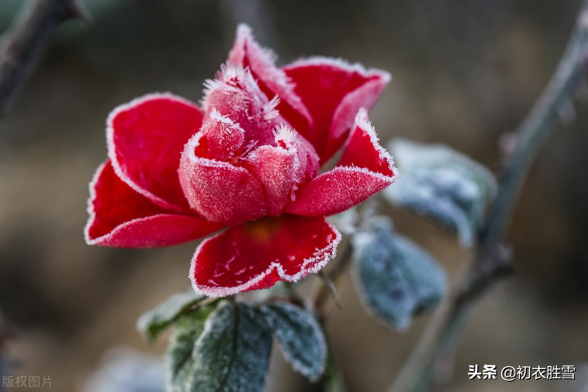 冬花月季美诗六首：天下风流是此花，此花无日不春风