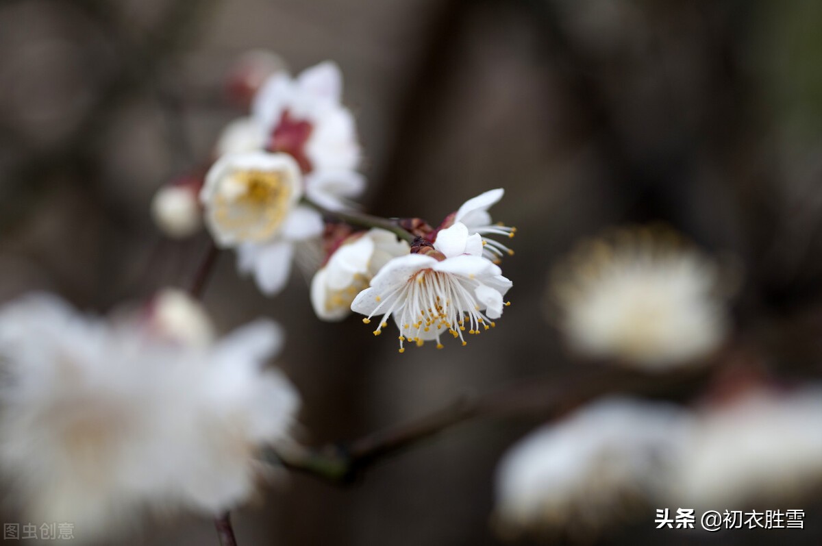 ​崔道融梅花三首，香中别有韵，清极不知寒，是梅花也是他的人生