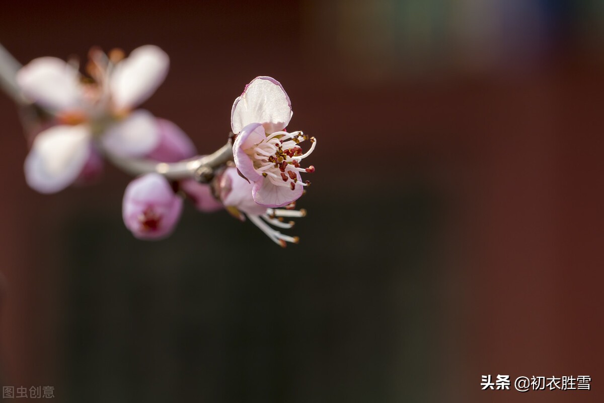 仲冬梅花销寒图诗词七首：点遍梅花图九九，看归燕子剪双双