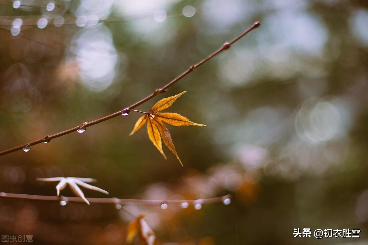 温柔冬雨五首：一阵暗香风送到，梅花窗外雨绵绵