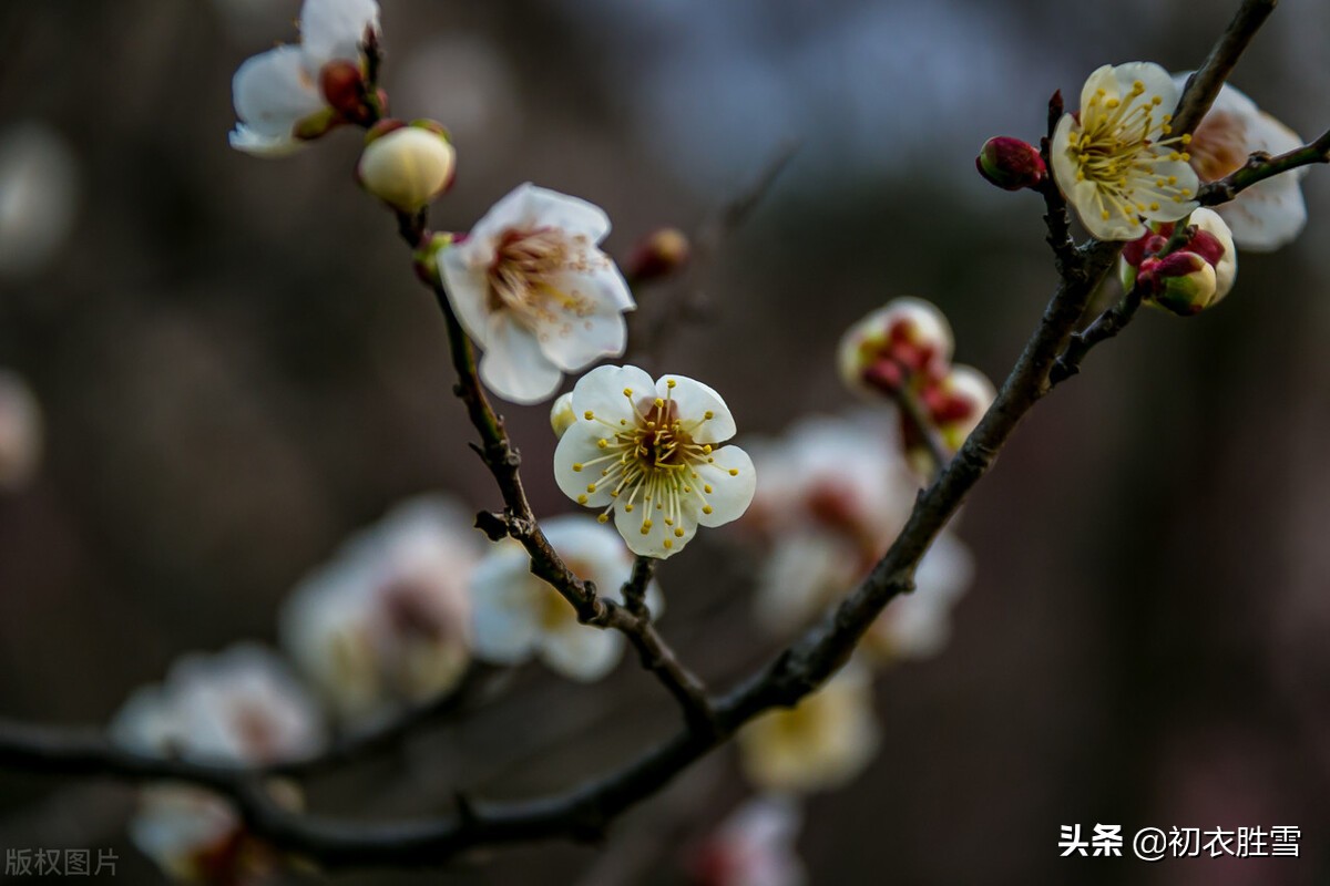 苏轼仲冬梅花两首：罗浮山下梅花村，玉雪为骨冰为魂