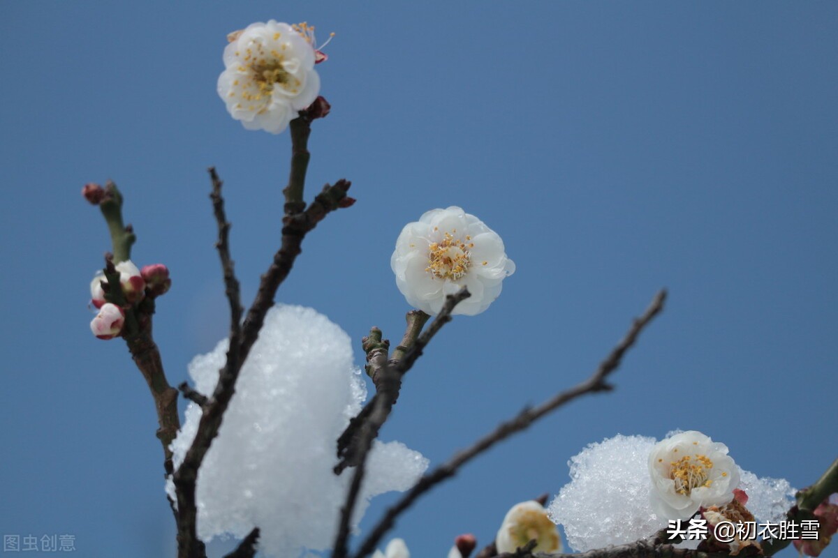 迎接仲冬，仲冬有节气大雪冬至，更有回归的太阳和向阳的梅花