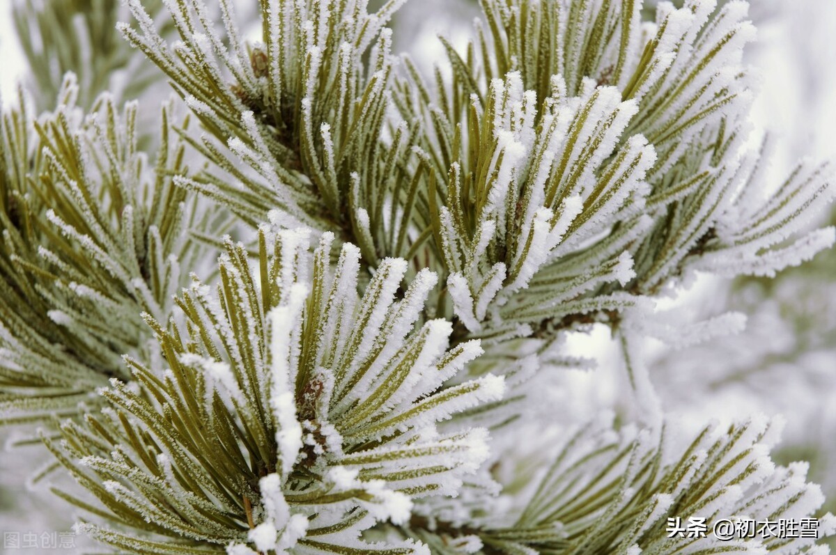 古诗凛凛岁云暮六首：凛凛岁云暮，雪花吹不住