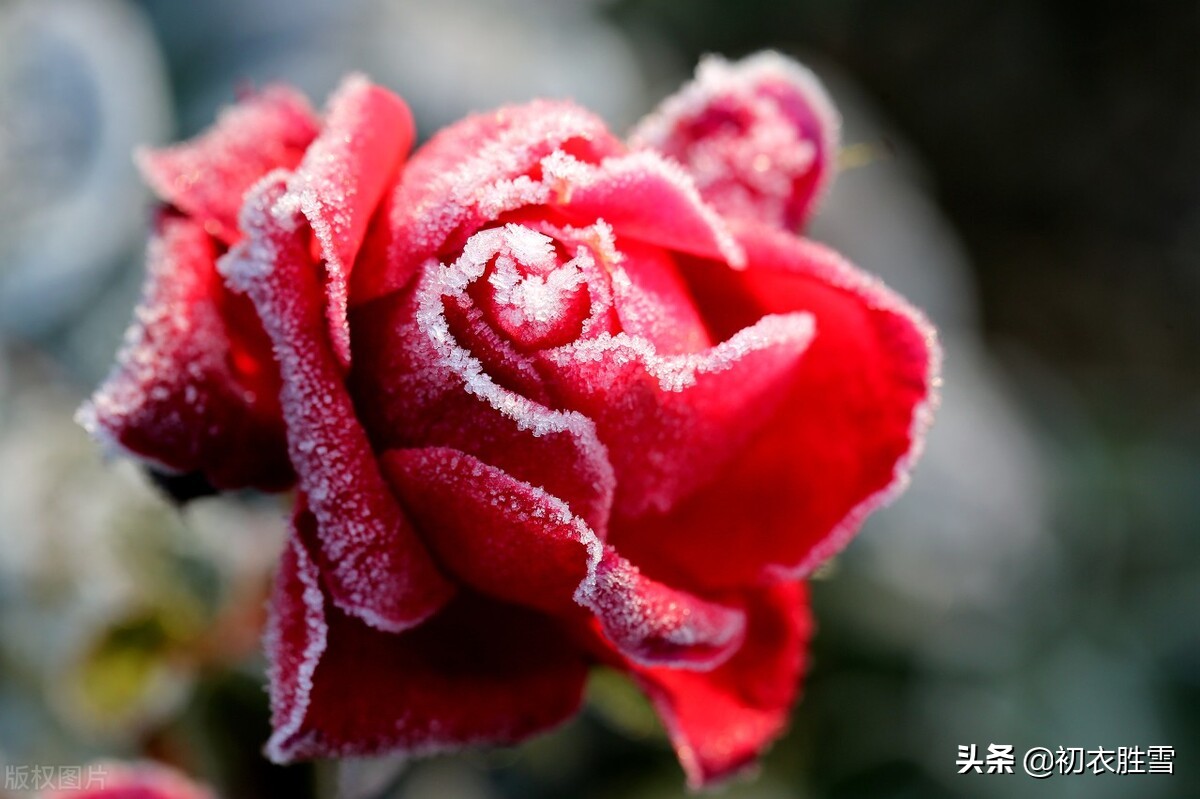 冬花月季美诗六首：天下风流是此花，此花无日不春风