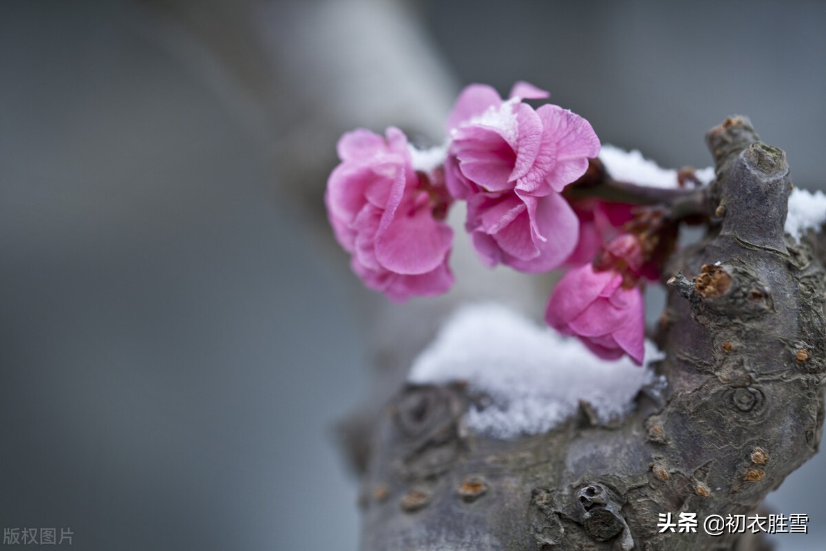 岁寒三友古诗七首：合成松竹梅三友，历尽冰霜雪一身