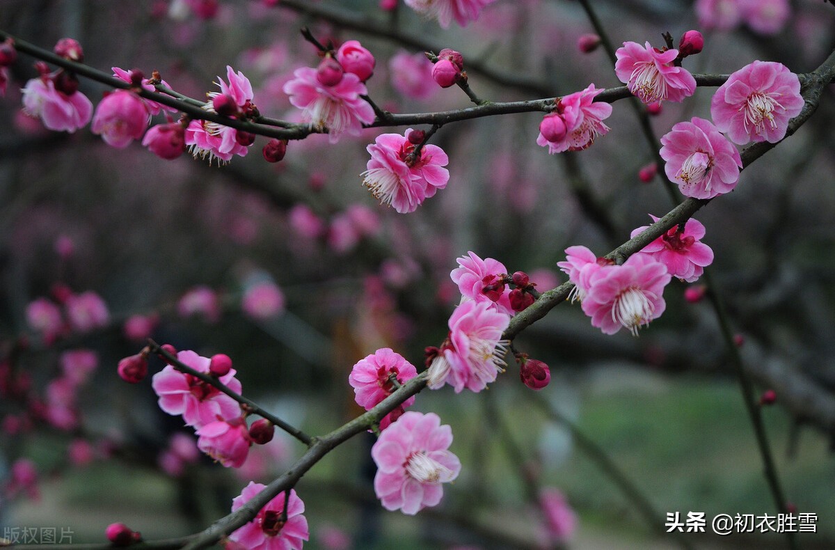 苏东坡梅花五首赏析：早梅何惜认残花，此心安处是吾乡