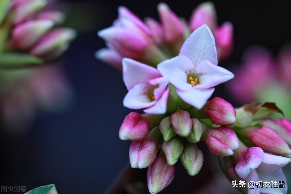 花信风之瑞香七首：万斛幽香量不尽，紫蓓蕾中香满襟